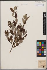 Foto von Salix caprea L.